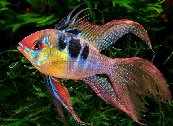 Discovering the World of Freshwater Fish Types and Unique Characteristics