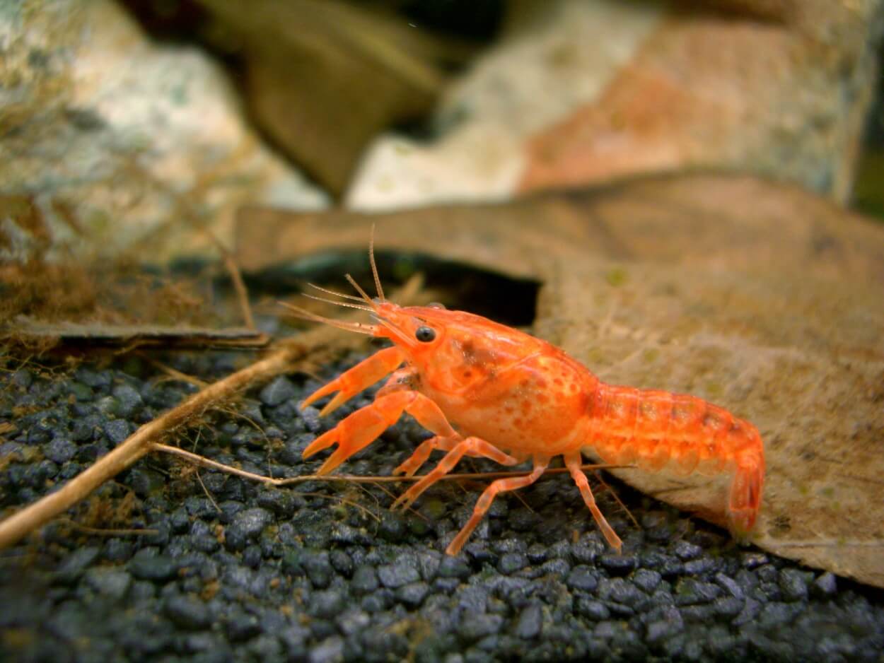 Aquarium crayfish for sale best sale