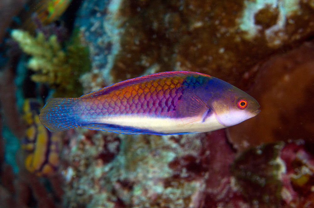 Yellow Flanked Fairy Wrasse – Canada Corals