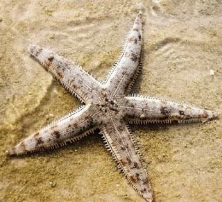 Sand Sifting White Starfish (ARCHASTER TYPICUS) - Fresh N Marine