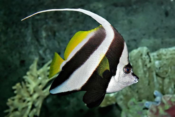 Longfin Bannerfish (Heniochus acuminatus) - Fresh N Marine