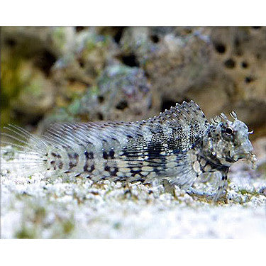 Algae Blenny Salarias fasciatus Fresh N Marine