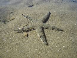 Sand Sifting White Starfish (Archaster typicus) - Fresh N Marine