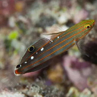 Rainford Goby (Amblygobius rainfordi) - Fresh N Marine