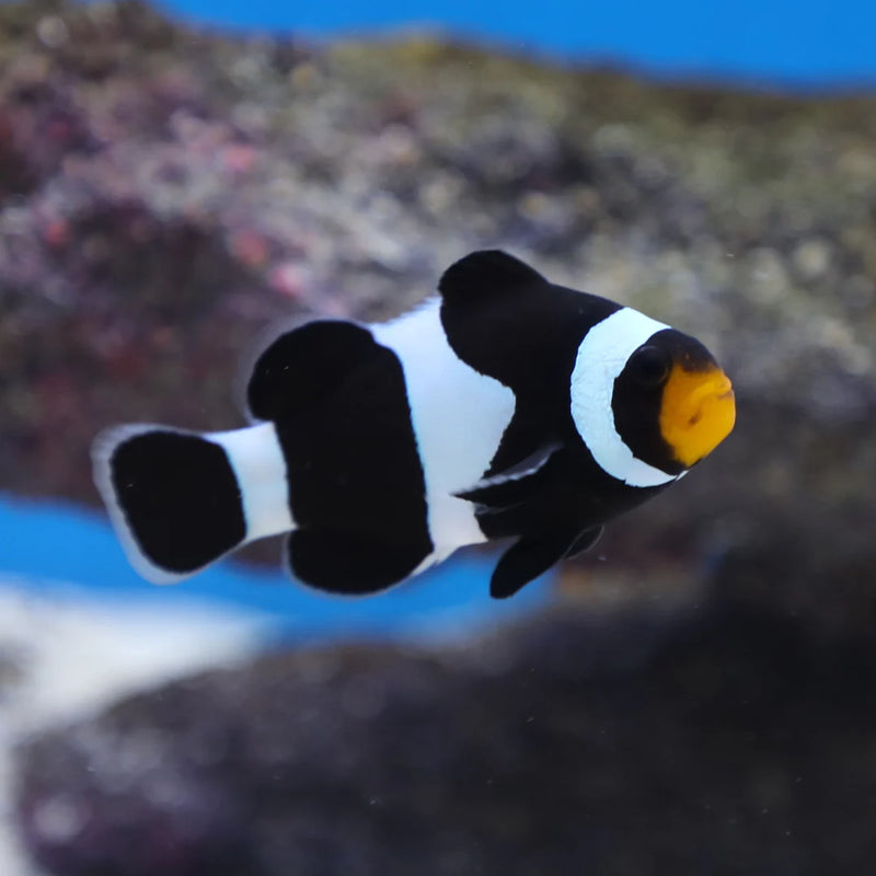 Black Ocellaris Clownfish (Amphiprion ocellaris) - Fresh N Marine