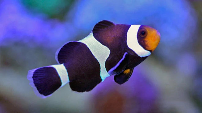 Black Ocellaris Clownfish (Amphiprion ocellaris) - Fresh N Marine