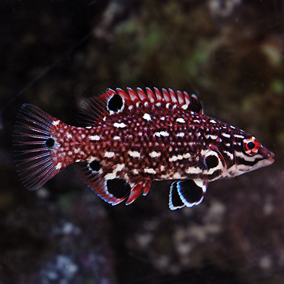 Red Diana Hogfish (Bodianus diana) - Fresh N Marine