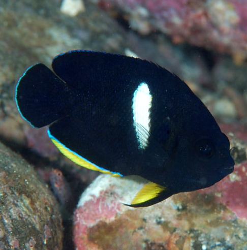 Keyhole Angel (Centropyge tibicen)