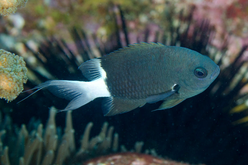 Bicolor Chromis (Chromis margaritifer) - Fresh N Marine