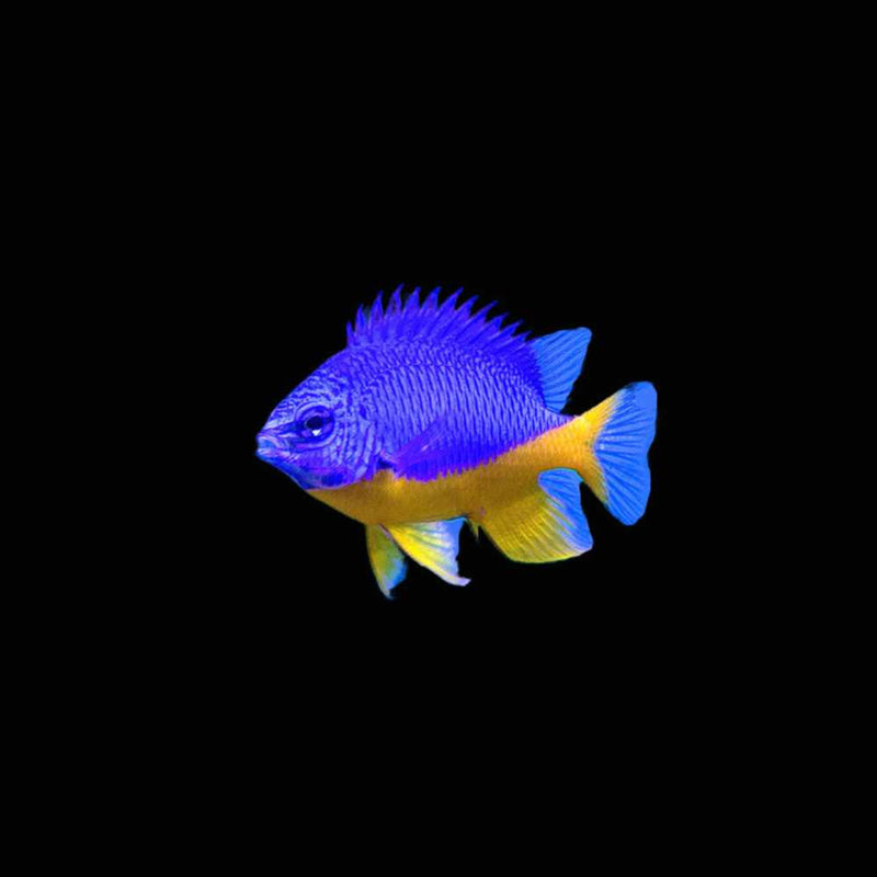 Royal Damsel / Yellow Belly Blue Damselfish (Chrysiptera hemicyanea)