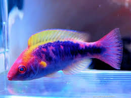 Lubbocks Fairy Wrasse (Cirrhilabrus lubbocki) - Fresh N Marine