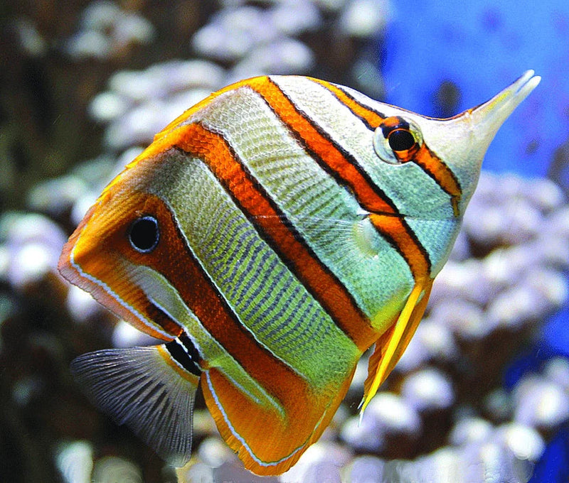 Copperband Butterfly (Chelmon rostratus) - Fresh N Marine