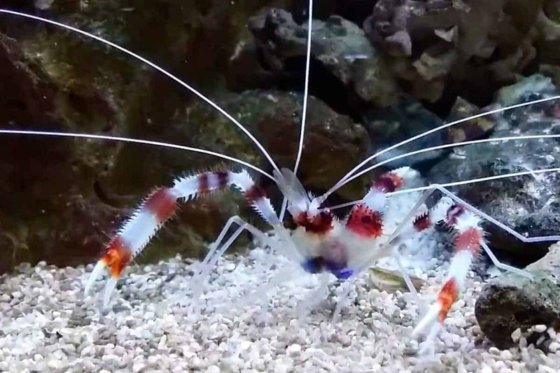 Banded Boxing Shrimp (Stenopus hispidus) - Fresh N Marine