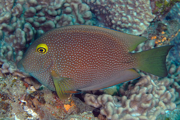 Indian Gold Ring/Squaretail Bristletooth Tang (Ctenochaerus Strigosus) - Fresh N Marine