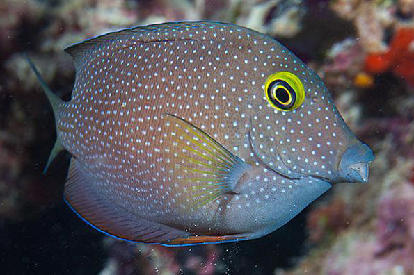 Indian Gold Ring/Squaretail Bristletooth Tang (Ctenochaerus Strigosus) - Fresh N Marine