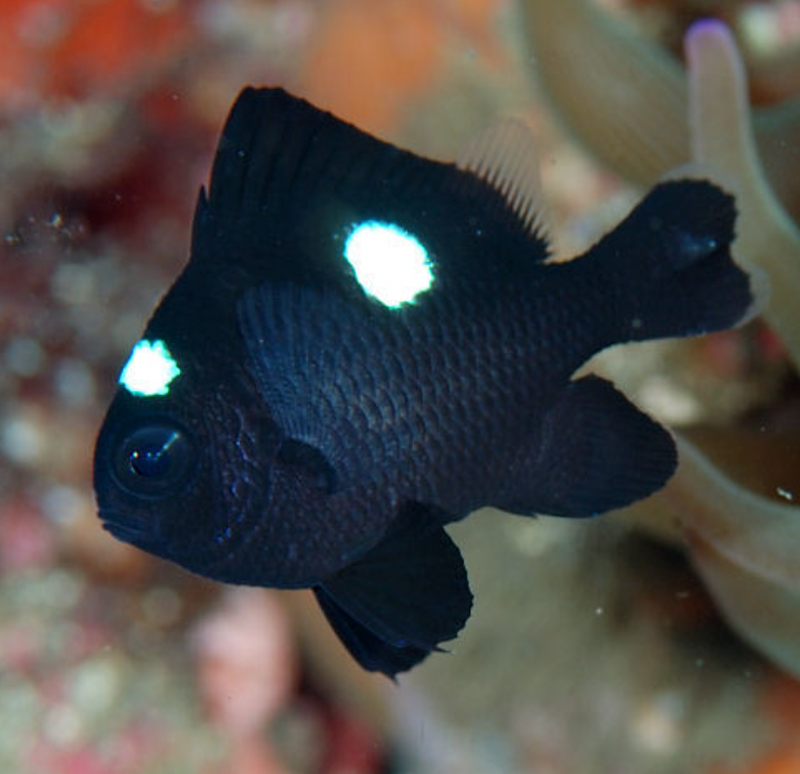 Domino Damselfish (Dascyllus trimaculatus)