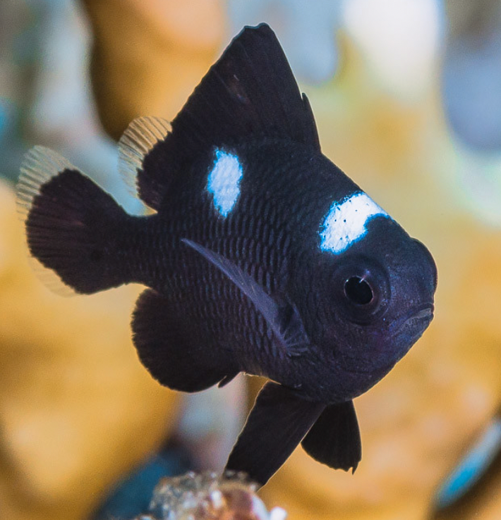 Domino Damselfish (Dascyllus trimaculatus)