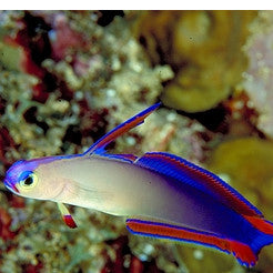 Flame Fire Goby (Nemateleotris decora) - Fresh N Marine