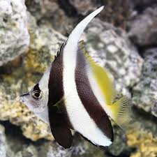 Longfin Bannerfish (Heniochus acuminatus) - Fresh N Marine