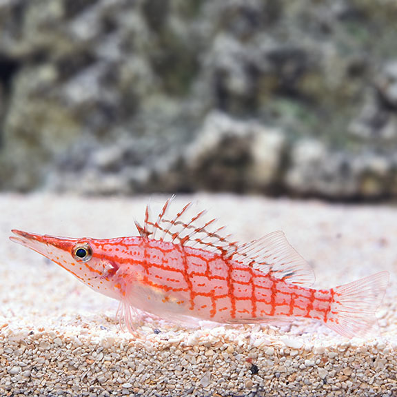 Longnose Hawkfish (Oxycirrhites typus) - Fresh N Marine