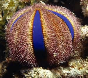 Blue Tuxedo Urchin (Mespilia Globulus) - Fresh N Marine