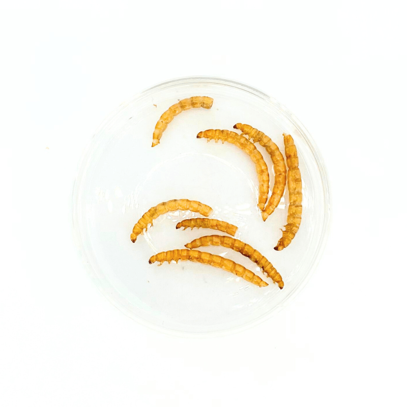 Nature Grains! Mealworm (550/2600ml)