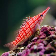 Longnose Hawkfish (Oxycirrhites typus) - Fresh N Marine