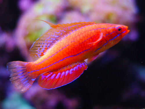 Carpenter's Flasher Wrasse (Paracheilinus carpenteri) - Fresh N Marine