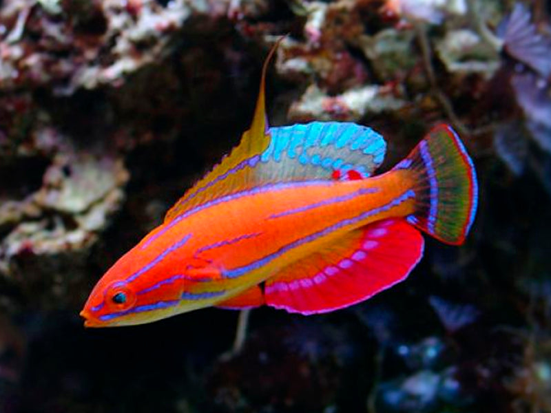 Carpenter's Flasher Wrasse (Paracheilinus carpenteri) - Fresh N Marine