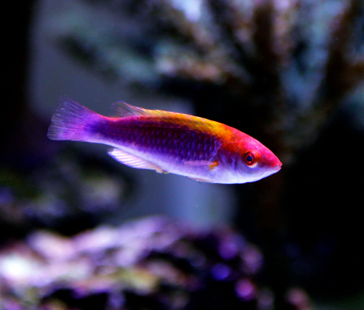 Lubbocks Fairy Wrasse (Cirrhilabrus lubbocki) - Fresh N Marine