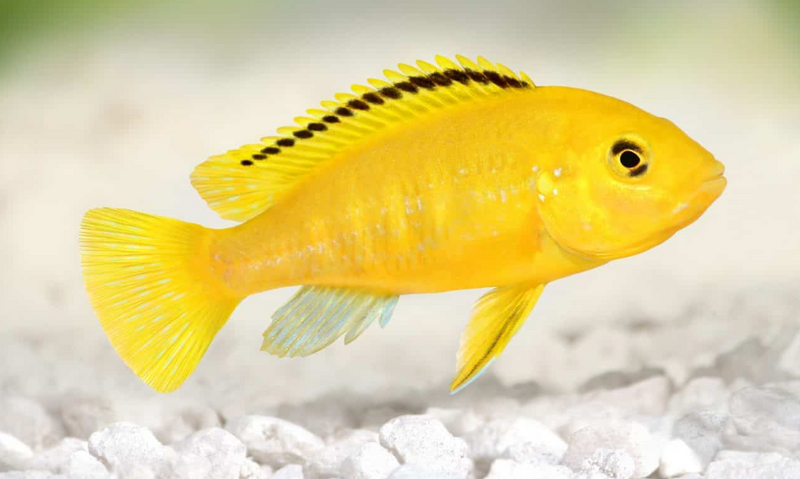 Yellow Lab Cichlid - Fresh N Marine