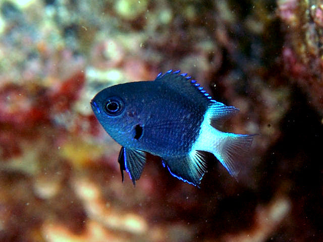 Bicolour Chromis (Chromis margaritifer) - Fresh N Marine