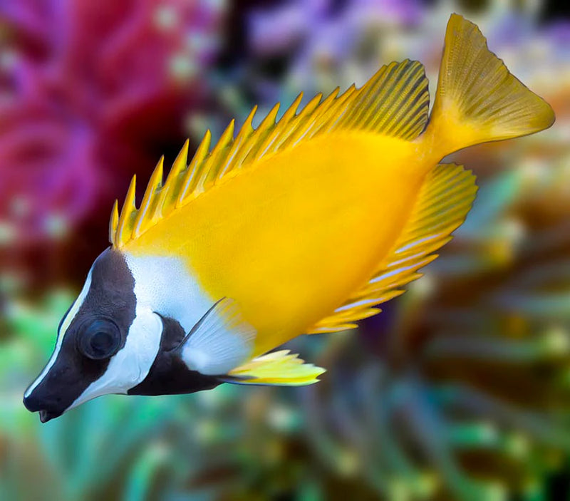 Foxface Rabbitfish (Siganus vulpinus) - Fresh N Marine