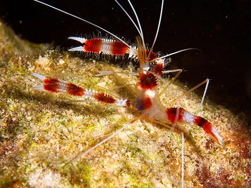 Banded Boxing Shrimp (Stenopus hispidus) - Fresh N Marine