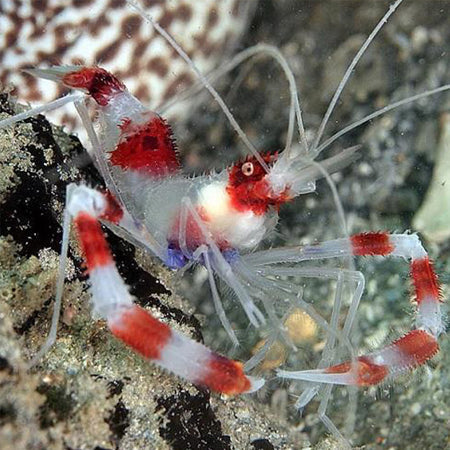 Banded Boxing Shrimp (Stenopus hispidus) - Fresh N Marine