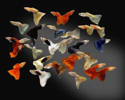 Guppy (Poecilia reticulata)(Assorted Colours) - Fresh N Marine