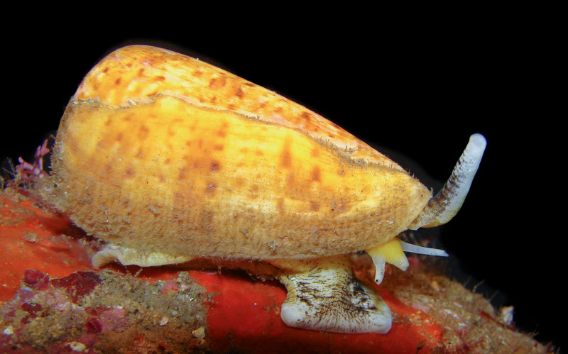 Assorted Cone Snail (Conidae sp.)