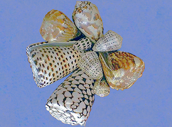 Assorted Cone Snail (Conidae sp.)