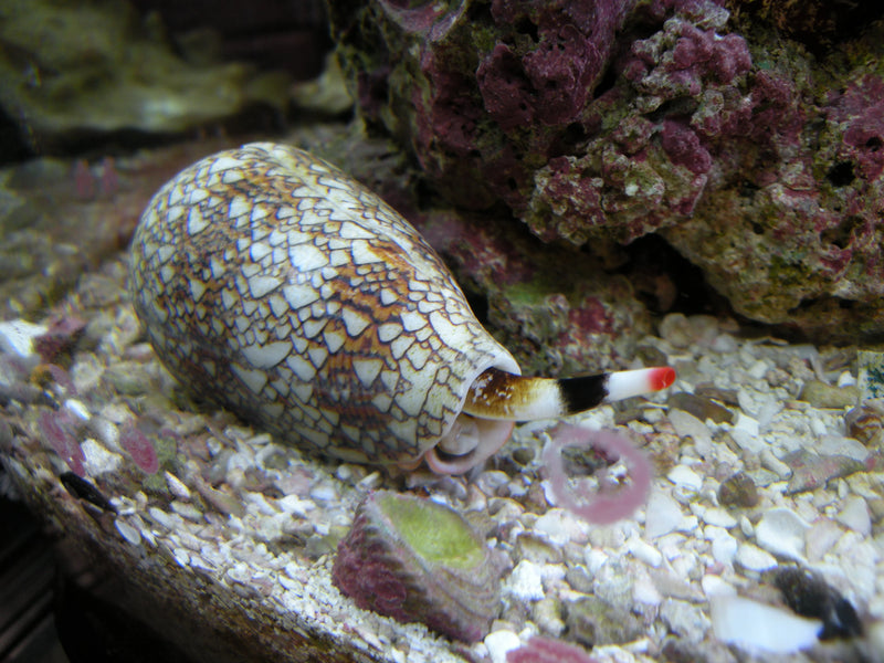 Assorted Cone Snail (Conidae sp.)