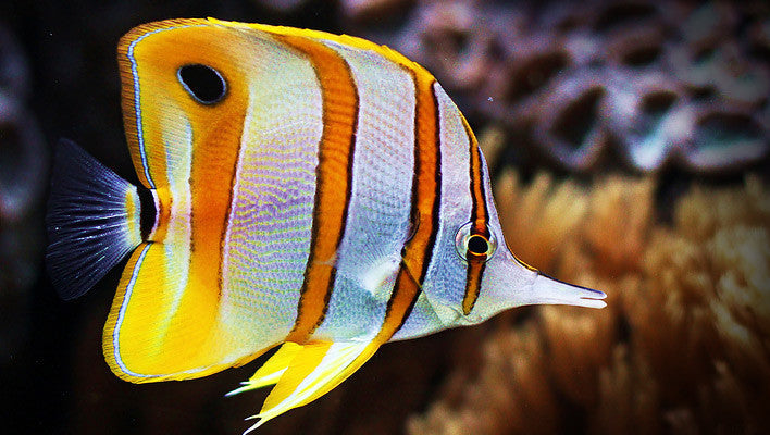 Copperband Butterfly (Chelmon rostratus) - Fresh N Marine