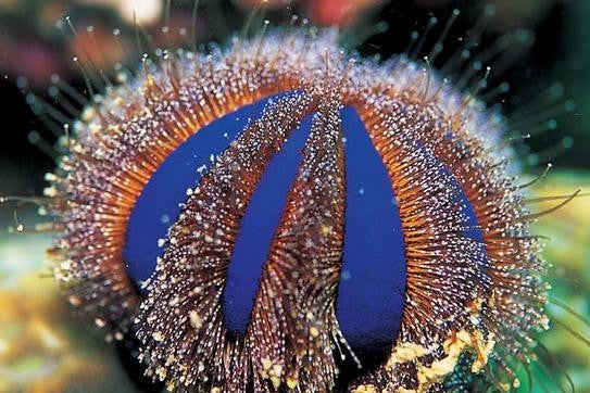 Blue Tuxedo Urchin (Mespilia Globulus) - Fresh N Marine