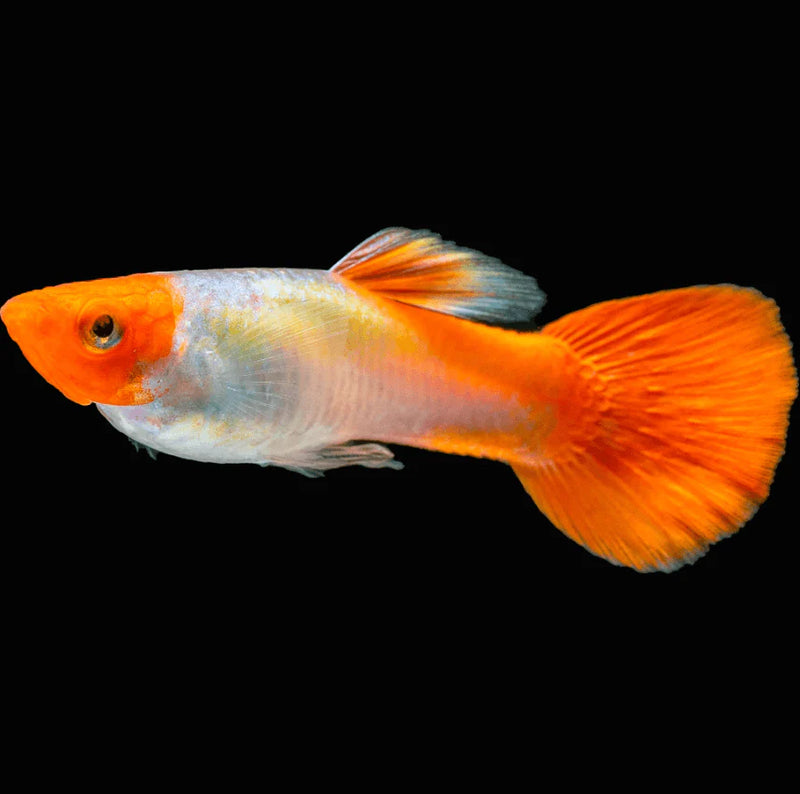 Koi Guppy (Poecilia reticulata) - Fresh N Marine