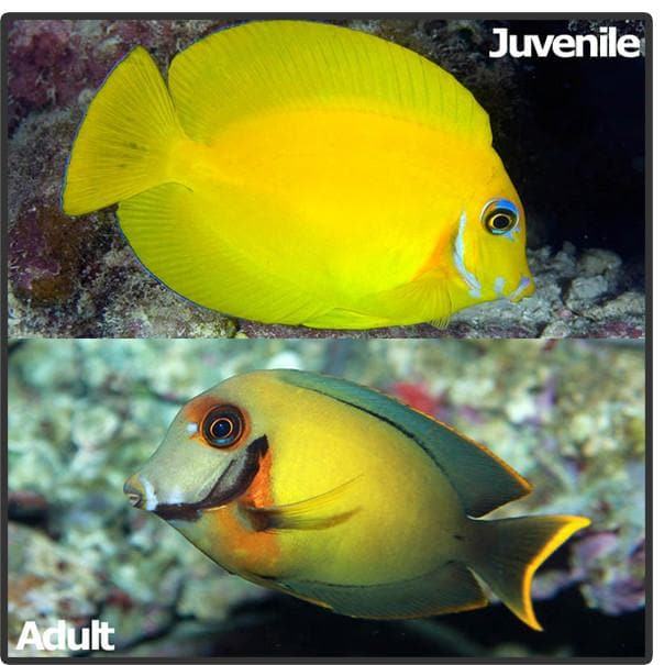 Chocolate Tang (Acanthurus pyroferus) | Fresh N Marine