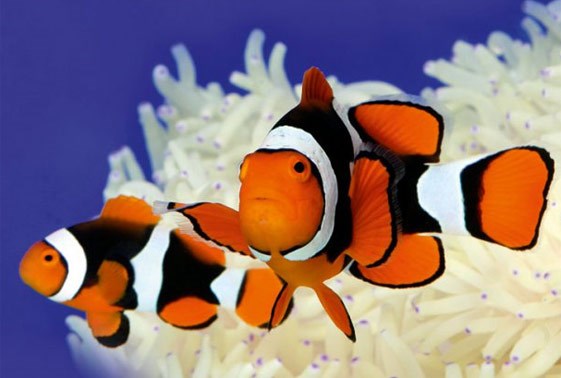 True Percula Clownfish (Amphiprion percula) - Fresh N Marine