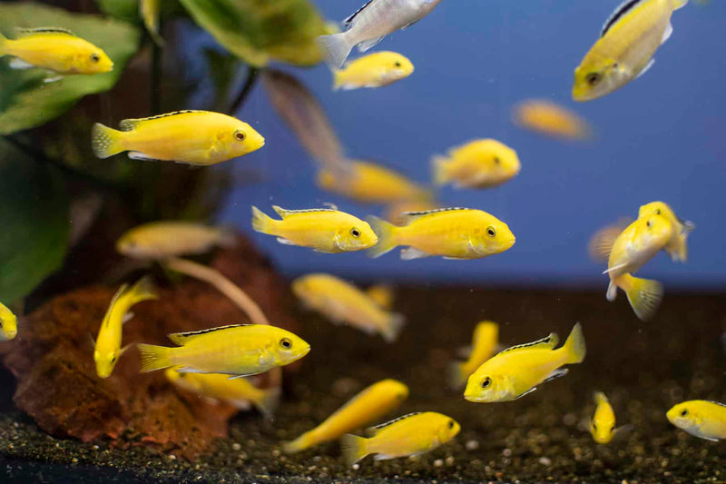 Yellow Lab Cichlid (Labidochromis caeruleus) - Fresh N Marine