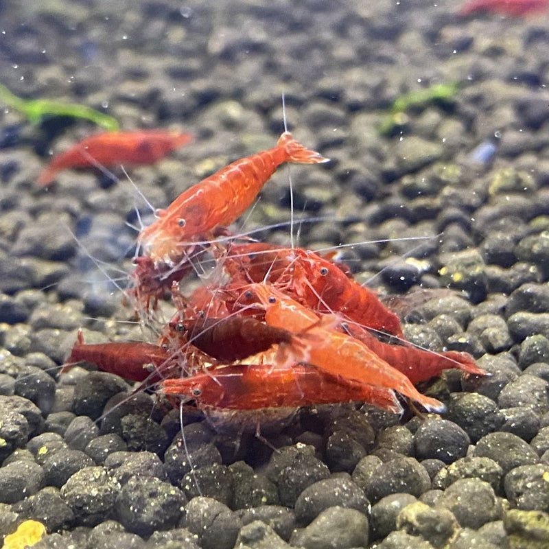 Bloody Mary Shrimp (血腥瑪麗) - Fresh N Marine