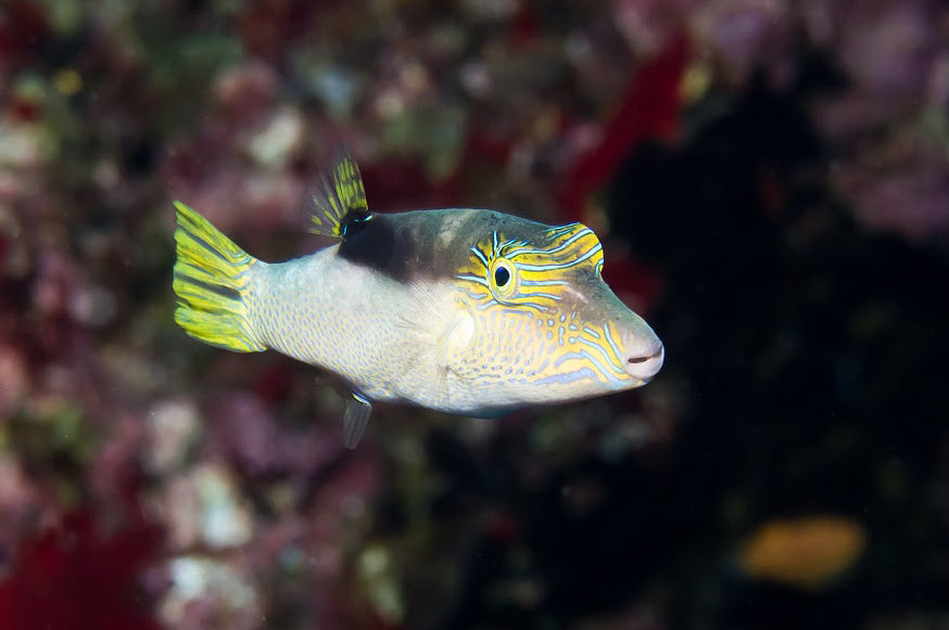 Blue Spotted Sharp Nose Puffer (canthigaster Epilamprus) 