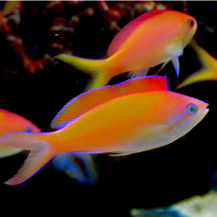 Dispar Anthias (Mirolabrichthys dispar, Pseudanthias dispar) | Fresh N ...