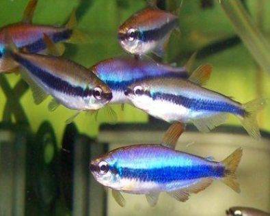 Emperor Tetra (Nematobrycon palmeri) - Fresh N Marine