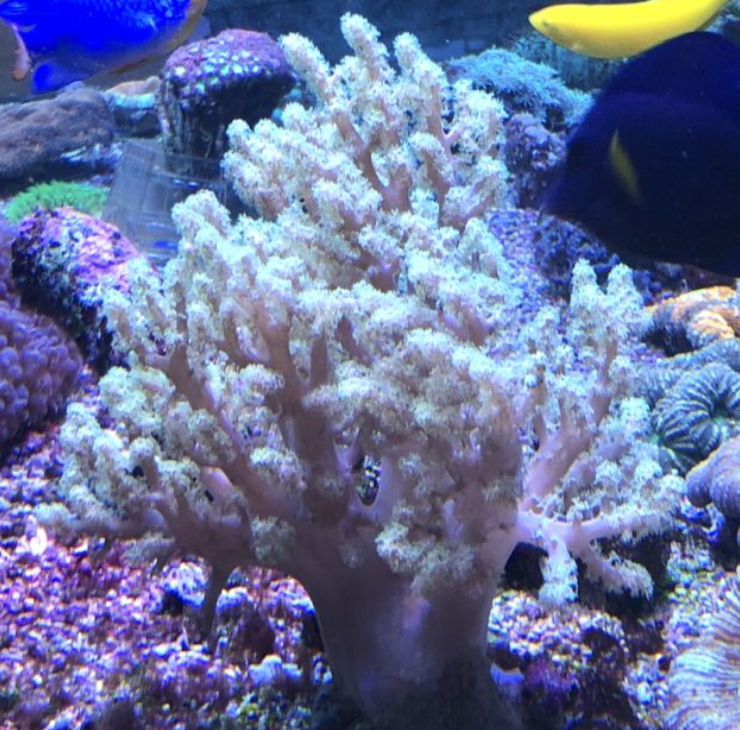 Broccoli Coral (Litophyton Arboreum) - Fresh N Marine